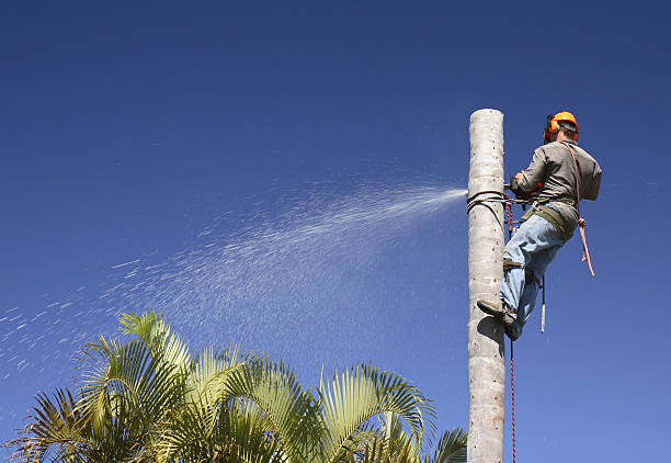 Trusted Wenona, IL Tree Care Experts