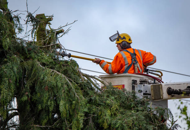  Wenona, IL Tree Care Pros