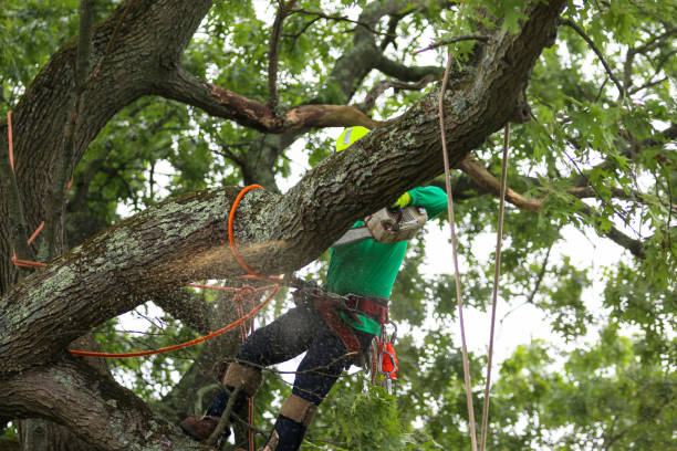 Pest Control for Lawns in Wenona, IL