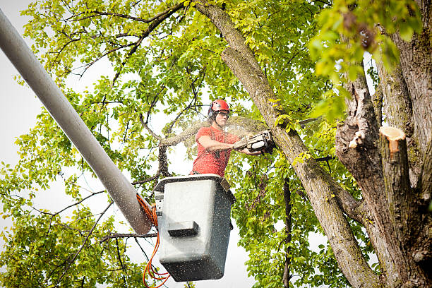 Best Hazardous Tree Removal  in Wenona, IL