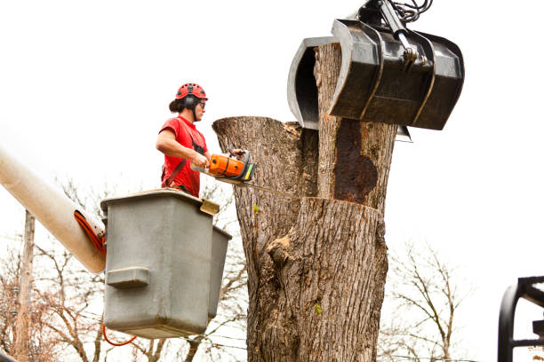 How Our Tree Care Process Works  in  Wenona, IL